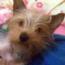 Magy