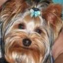 Golfo