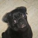 Bimba