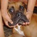 Mack junior