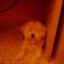 Spanky
