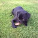 Bimba