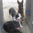 My cachorras
