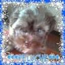 Peluche