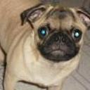 Pongo