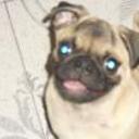 Pongo