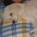 Chepe
