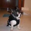 Bruno