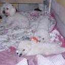 Jazmin, zoe y violeta