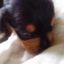 Mascarit