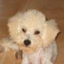 Fido