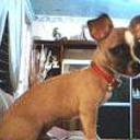 Chispi