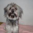 Lola