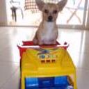 Chirlo