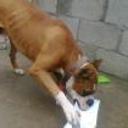 Chucki
