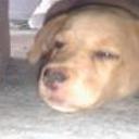 Koddy