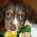 anterior