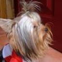 Brandy