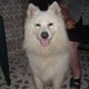 Anuk