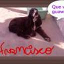 Francisc
