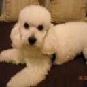Cleto