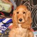 Toby