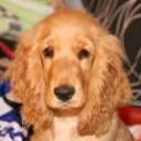 Toby