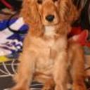 Toby