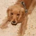 Toby