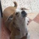 Pepo