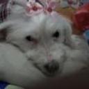 Laika josefina contreras