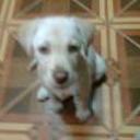 Blankita