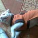 Blankita