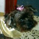 Gomita