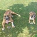 Tayson y coto
