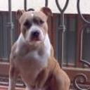 Turko