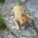 Canela