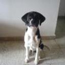 Fito