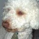 Toby