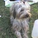 Romeo