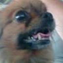 Snupy (panky)