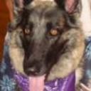 Loba