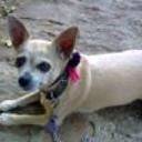 Chispi