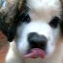 Rocco