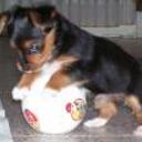 Yogui