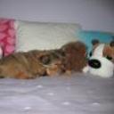 Toy