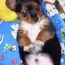 Yogui