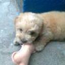Chaprito