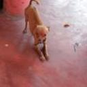 Pupy