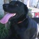 Zimba